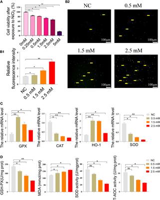 N-acetyl-L-cysteine alleviated the oxidative stress-induced inflammation and necroptosis caused by excessive NiCl2 in primary spleen lymphocytes